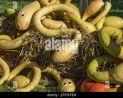 Serpenti di zucca gialli e arancioni che si avvolgono su una balla di paglia, decorativi nel paesaggio autunnale, borken, muensterland, Germania, Europa Foto Stock