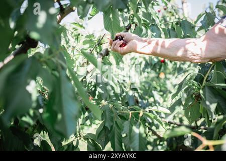 vista di una donna anziana che raccoglie a mano le ciliegie dall'albero in una giornata di sole Foto Stock