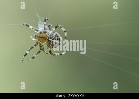 Incrocia il ragno in una ragnatela, in agguato per la preda. Sfondo sfocato. Un utile cacciatore di insetti. Aracnide. Foto di animali dalla natura selvaggia Foto Stock