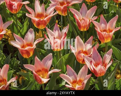 Fiori di tulipani rosa con foglie verdi in piena fioritura, giorno di sole all'aperto, Amsterdam, Paesi Bassi Foto Stock