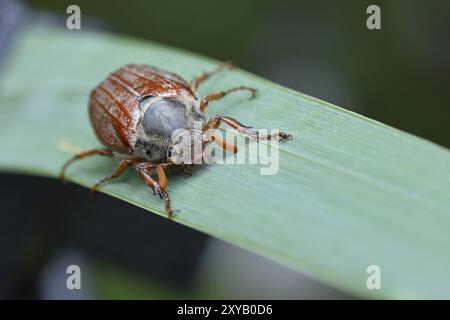 Scarafaggio boreale (Melolontha hippocastani), maschio, che cammina su una foglia di un bulrush a foglia larga (Typha latifolia), Wilnsdorf, Renania settentrionale-Vestfalia, Foto Stock