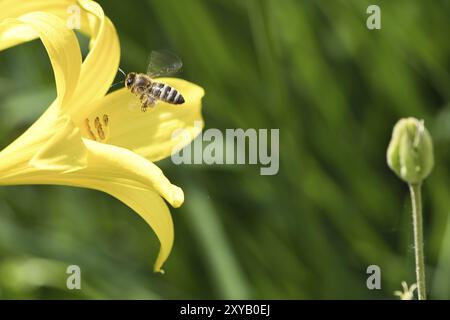 Ape miele raccolta nettare in volo su un fiore giallo giglio. Insetto occupato. Ali in movimento dinamico. Il miele è raccolto dalle api. Foto animale da na Foto Stock