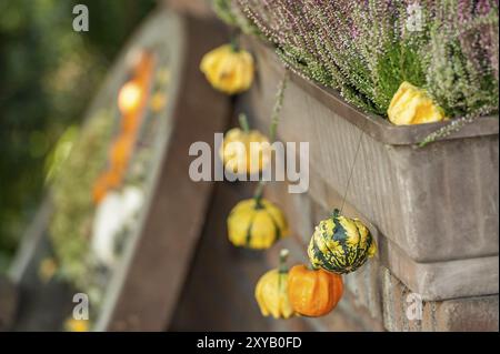 Fila di piccole zucche gialle e arancioni come decorazione su una parete di mattoni con vaso di fiori, borken, muensterland, Germania, Europa Foto Stock