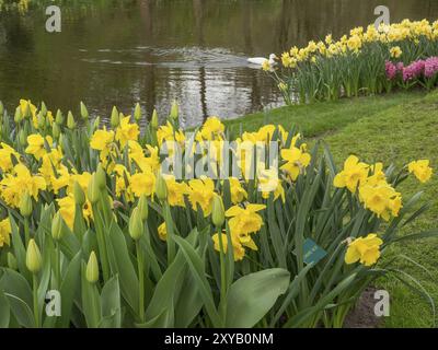 Campo pieno di narcisi gialli ai margini di un tranquillo laghetto con molto prato verde e natura, Amsterdam, Paesi Bassi Foto Stock