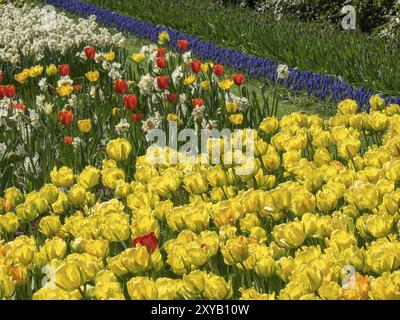 Un mare luminoso di fiori di tulipani gialli e accenti rossi con sfondo blu, Amsterdam, Paesi Bassi Foto Stock