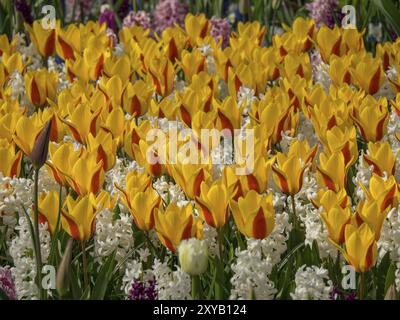 Grande letto di fiori con tulipani gialli e aranci e giacinti bianchi in piena fioritura, Amsterdam, Paesi Bassi Foto Stock