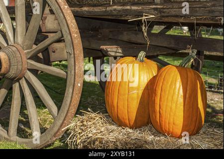 Due grandi zucche arancioni adagiate sul fieno accanto a una vecchia ruota di legno, borken, muensterland, Germania, Europa Foto Stock