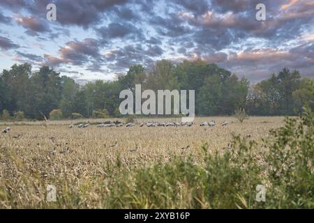 Gru in un luogo di riposo su un campo di mais raccolto di fronte a una foresta. Alimentazione di uccelli migratori. Animali selvatici sul Darss nella natura. Foto animali Foto Stock