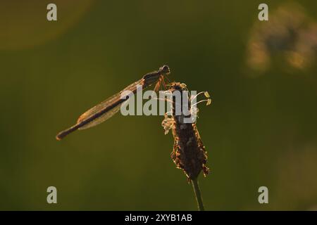 Damigella blu, comune damigella femmina Platycnemis pennipes. Damselfly dalle gambe bianche Foto Stock