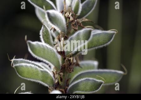 Testa di seme di un lupino Foto Stock