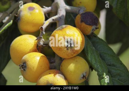 Loquat giapponese, Medlar 01 Foto Stock