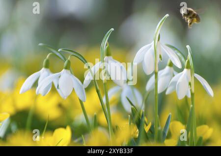 Gocce di neve in fiore tra aconiti invernali gialle fiorite all'inizio della primavera. Si sta avvicinando all'ape. Situazione retroilluminata, primo piano. Nevicate in fiore e. Foto Stock