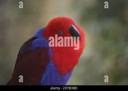 Eclectus roratus (femmina), il maschio è di colore completamente diverso (verde con fianchi rossi e becco superiore giallo). A causa di queste diverse colorazioni Foto Stock