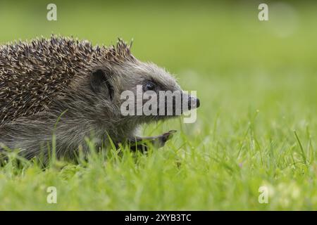 Riccio europeo (Erinaceus europaeus) animale adulto che cammina su un prato erboso in estate, Suffolk, Inghilterra, Regno Unito, Europa Foto Stock