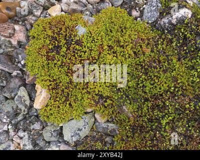 Mirtillo nero (Empetrum nigrum) e betulla nana (Betula nana), pietre di copertura, Parco Nazionale di Varanger, Fiordo di Varanger, maggio, Norvegia, Europa Foto Stock