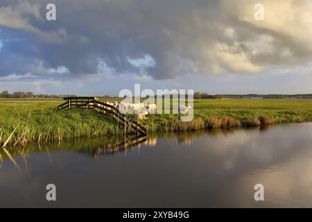 Pecore al pascolo sul fiume alla luce del mattino, Paesi Bassi Foto Stock