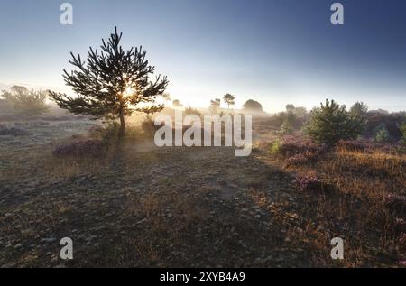 Sole all'alba attraverso alberi di pino sulle dune di erica Foto Stock