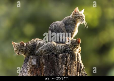 Gatto madre e due gattini che riposano su un ceppo d'albero nella foresta, wildcat (Felis silvestris), gattino, Germania, Europa Foto Stock