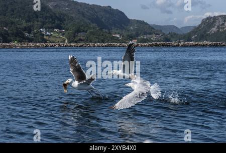 Gabbiani marini che combattono a piedi in mare Foto Stock