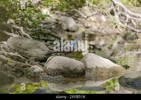 Il rackle comune (Quiscalus quiscula) in cerca di cibo per i giovani intorno al fiume Foto Stock