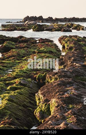 Le rocce del passetto ricoperte di alghe all'alba, Ancona, Italia, Europa Foto Stock