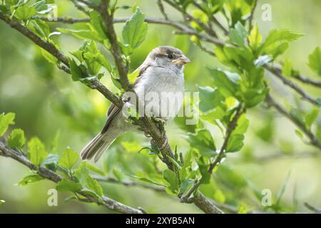 Passero seduto su un ramo nel cespuglio con foglie verdi in estate. songbird in via di estinzione. Foto di animali dalla natura selvaggia Foto Stock