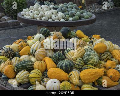Un'esposizione all'aperto di varie zucche colorate disposte in ciotole e con colori autunnali, borken, muensterland, Germania, Europa Foto Stock