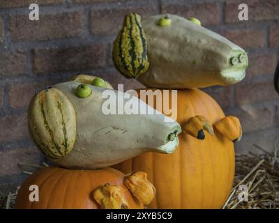 Cani decorativi di zucche in piedi davanti a una parete di mattoni, prodotti creativamente con atmosfera autunnale, borken, muensterland, Germania, UE Foto Stock