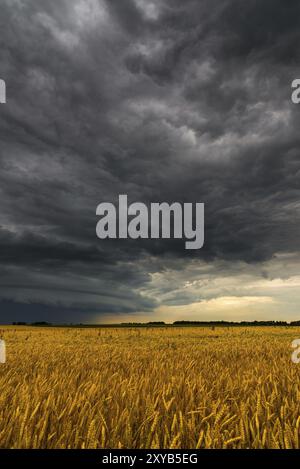 Nube nera di tempesta sopra un campo di grano Foto Stock