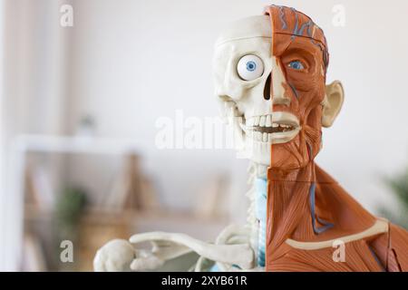 Modello anatomico umano che mostra muscoli e scheletro Foto Stock