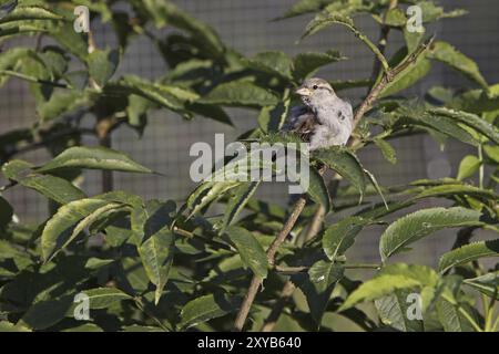 Passero di casa in un arbusto Foto Stock