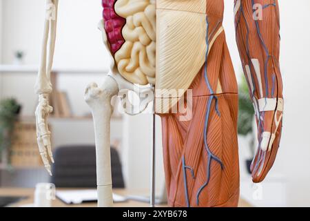 Modello anatomico umano che mostra ossa, organi, muscoli e vene Foto Stock