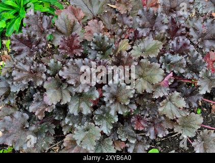 Bush of Heuchera Variety World Caffe espresso con foglie di verde scuro, marrone e viola - un'affascinante pianta ornamentale perenne per il paesaggio di un'avanguardia Foto Stock