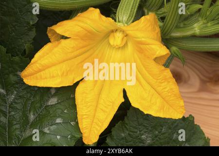 Fiore di zucchine, primo piano Foto Stock