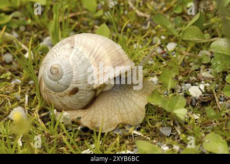 Lumaca di vigneti nelle Alpi, pomatia di Helix, lumaca commestibile, lumaca di Borgogna, su un prato. Lumaca da giardino Foto Stock