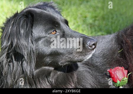 Cane nero con red rose Foto Stock