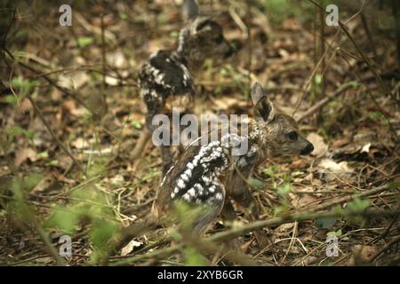 Due fawn che sembrano essere appena nati (fauna selvatica, fotografata nella foresta locale) Foto Stock