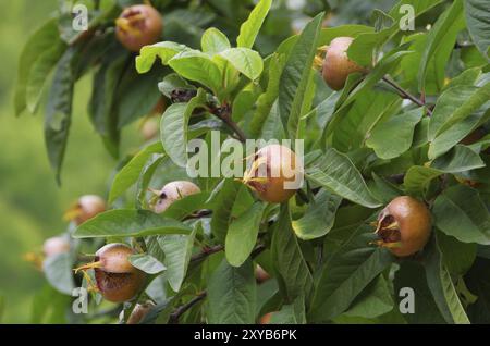 Medlar su un albero, medlar comune su un albero 02 Foto Stock