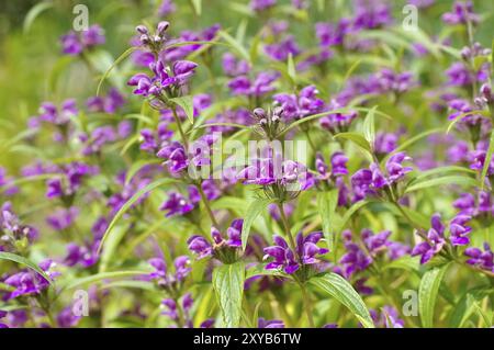 Wind-Brandkraut, Phlomis herba-venti, Phlomis herba-venti, un fiore selvatico viola Foto Stock