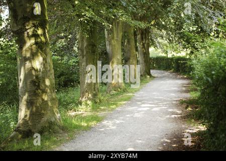 Viale dei faggi di rame a Barntrup Foto Stock