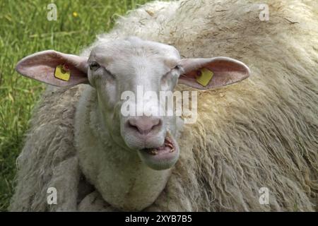 Pecore da masticare giace in un prato Foto Stock