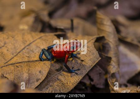 Rana veleno (Oophaga pumilio) seduta su una foglia, provincia di Heredia, Costa Rica, America centrale Foto Stock