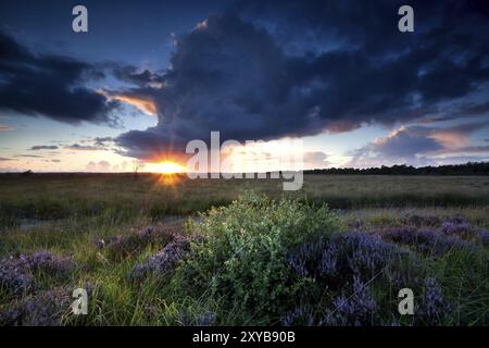 Spettacolari raggi di sole sulla palude con l'erica fiorita Foto Stock