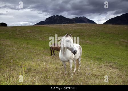 Cavallo bianco che pascolano su prati alpini, Alpi Bavaresi Foto Stock