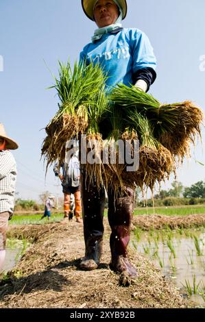 Trapianto del raccolto di Paddy nel nord della Thailandia. Foto Stock