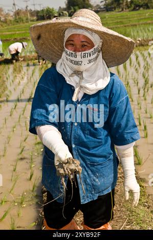 Trapianto del raccolto di Paddy nel nord della Thailandia. Foto Stock