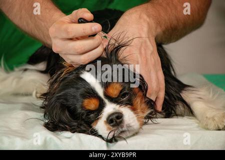 Un veterinario maschio in una tuta medica mette gocce nell'orecchio di un cane. Un cucciolo viene esaminato da una clinica veterinaria clinica veterinaria concetto di cura di animali o animali domestici. messa a fuoco morbida Foto Stock