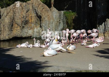 VALENCIA, SPAGNA, FEBBRAIO 26: Pink ha sostenuto pellicani e fenicotteri al Bioparco di Valencia in Spagna il 26 febbraio 2019 Foto Stock