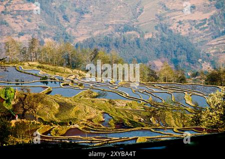 Vista aerea delle risaie allagate di Yuangyang, Yunna, Cina. Foto Stock