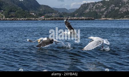 Gabbiani marini che combattono a piedi in mare Foto Stock